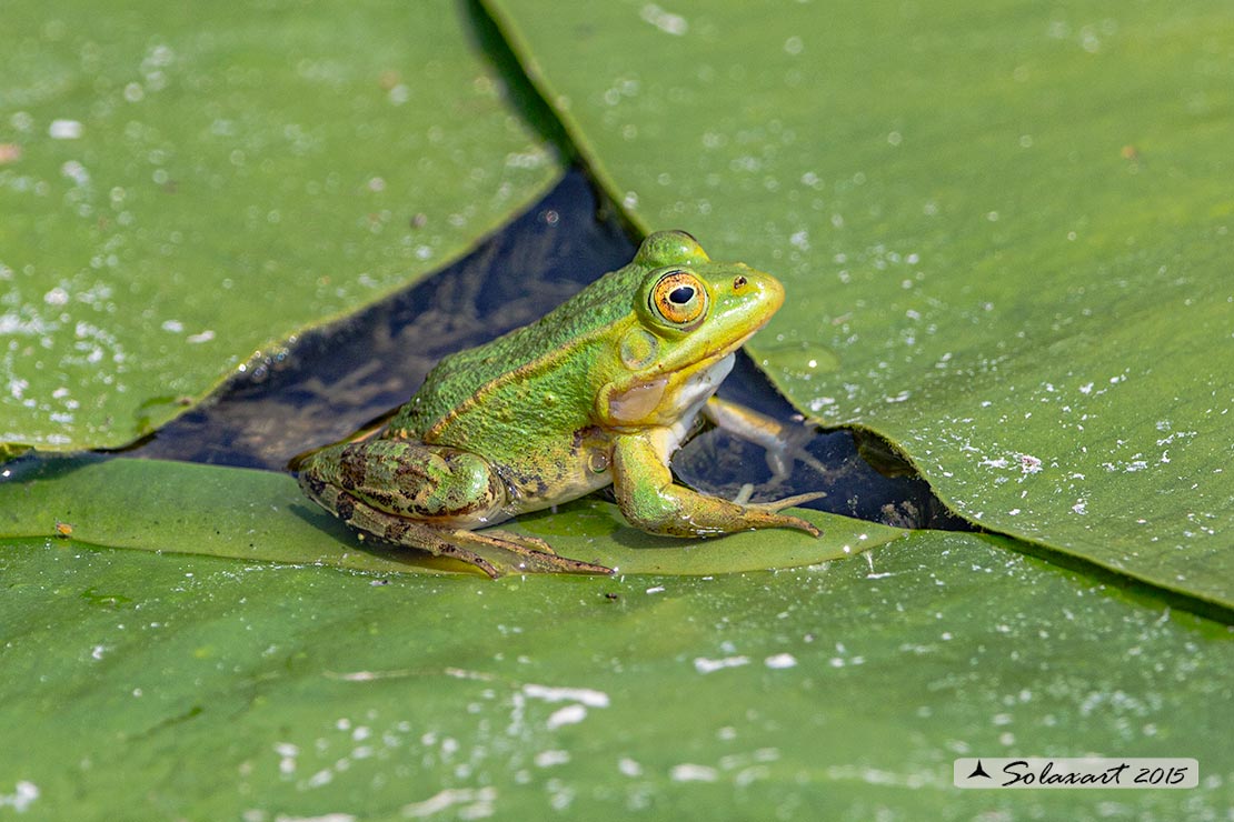 Pelophylax lessonae; Rana verde minore; Pool frog