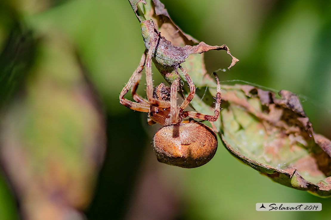 Araneus angulatus (female)