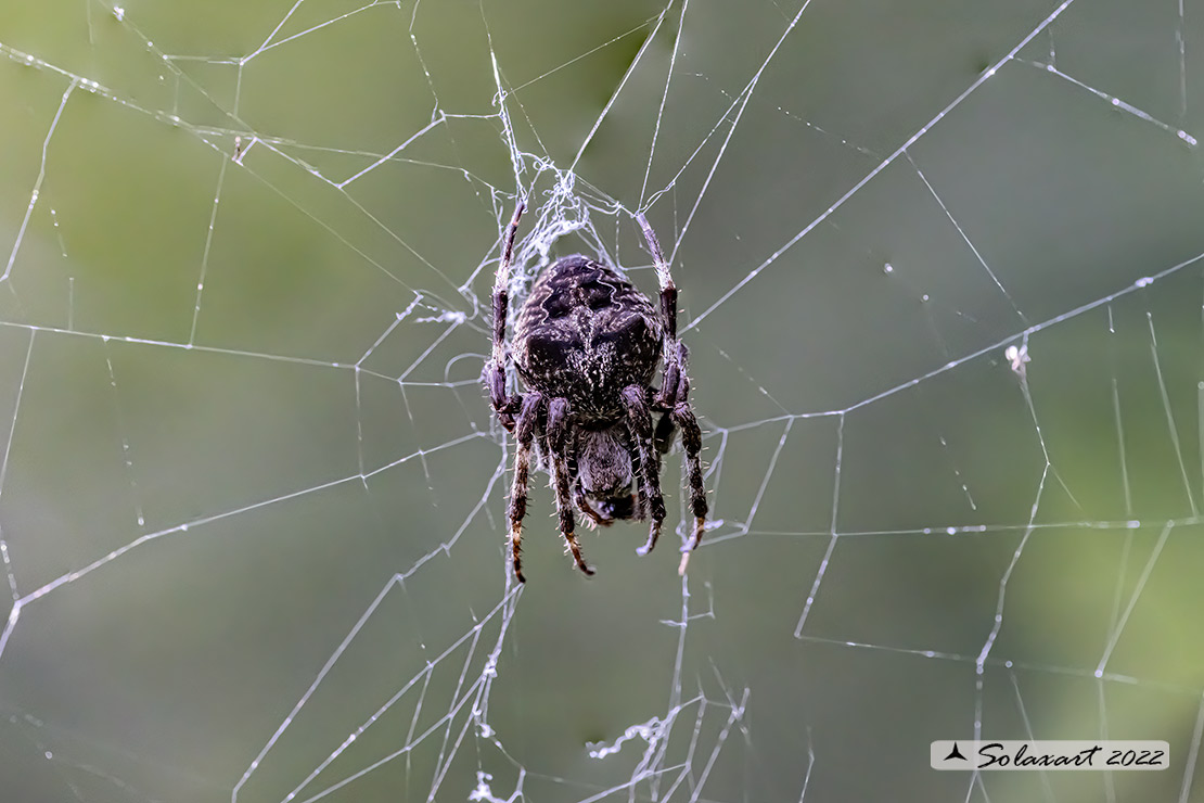 Araneus angulatus (female)