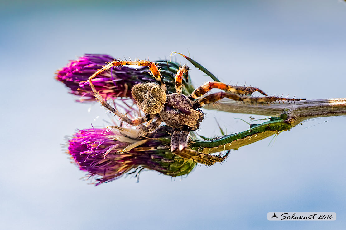 Araneus angulatus (male)