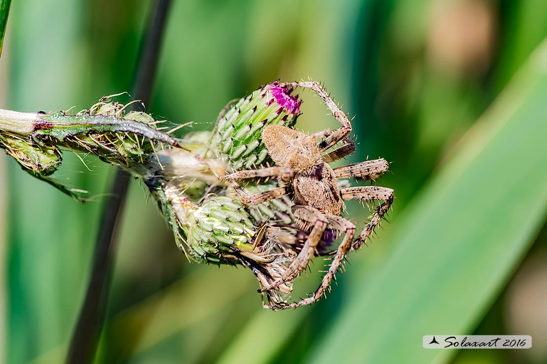 Araneus angulatus (male)