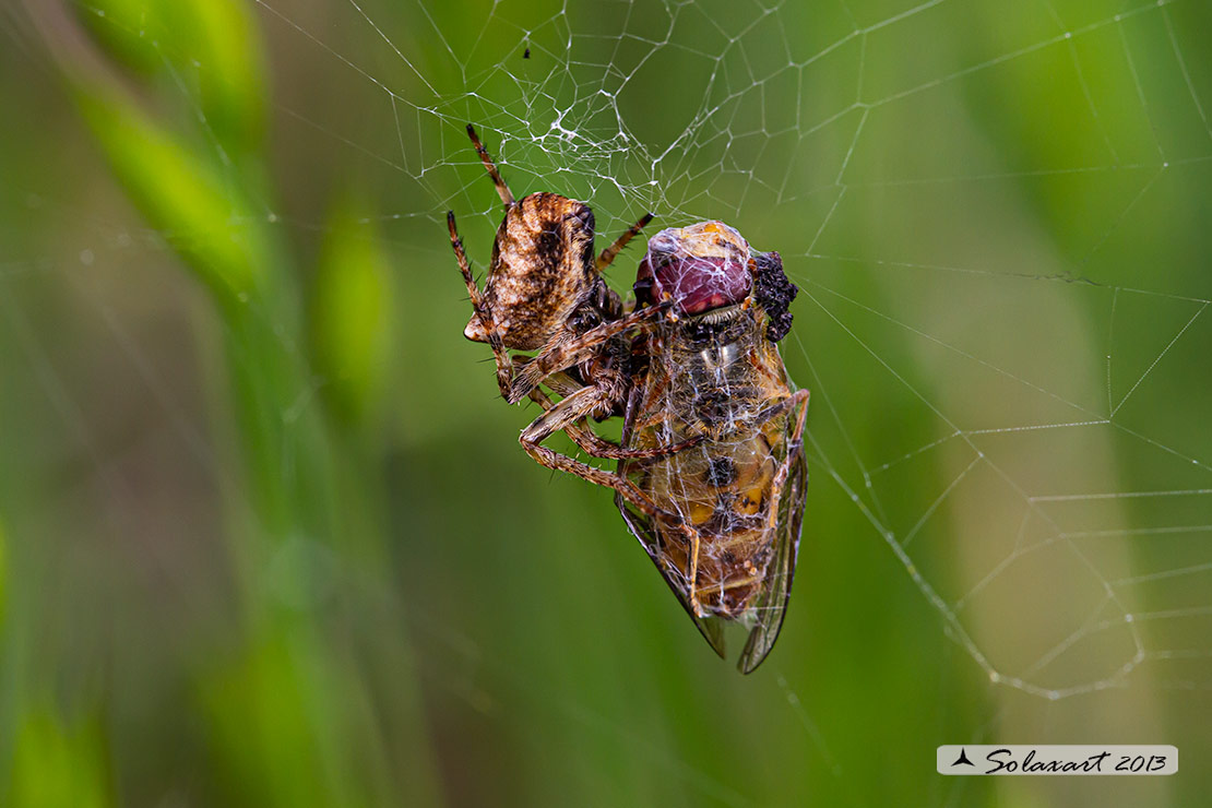 Araneus angulatus (female)