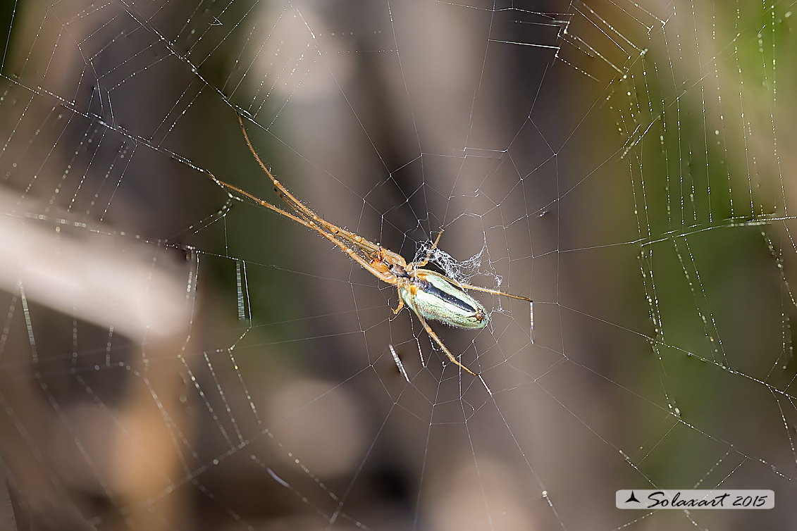 Tetragnatha extensa (femmina) - long jawed spider (female)