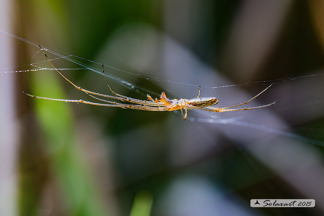 Tetragnatha extensa (femmina) - long jawed spider (female)