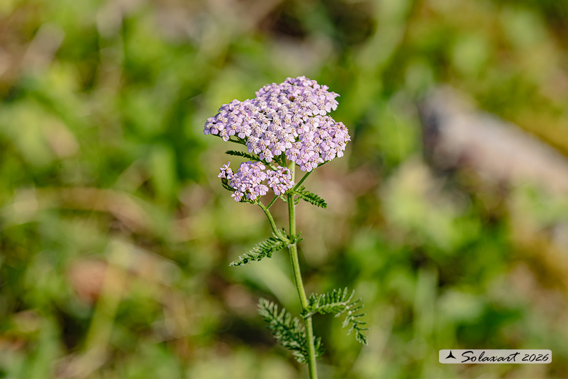 Achillea millefolium - Achillea millefoglie