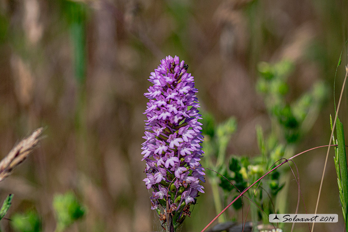 Anacamptis pyramidalis