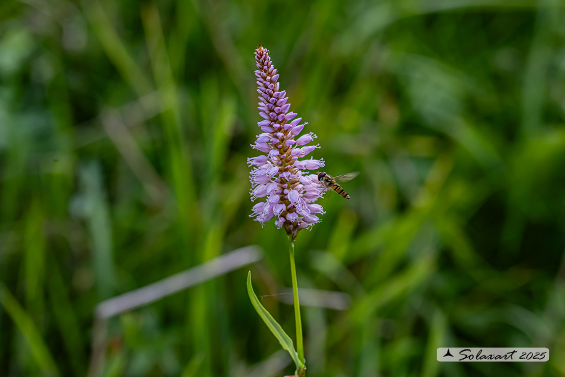 Bistorta officinalis