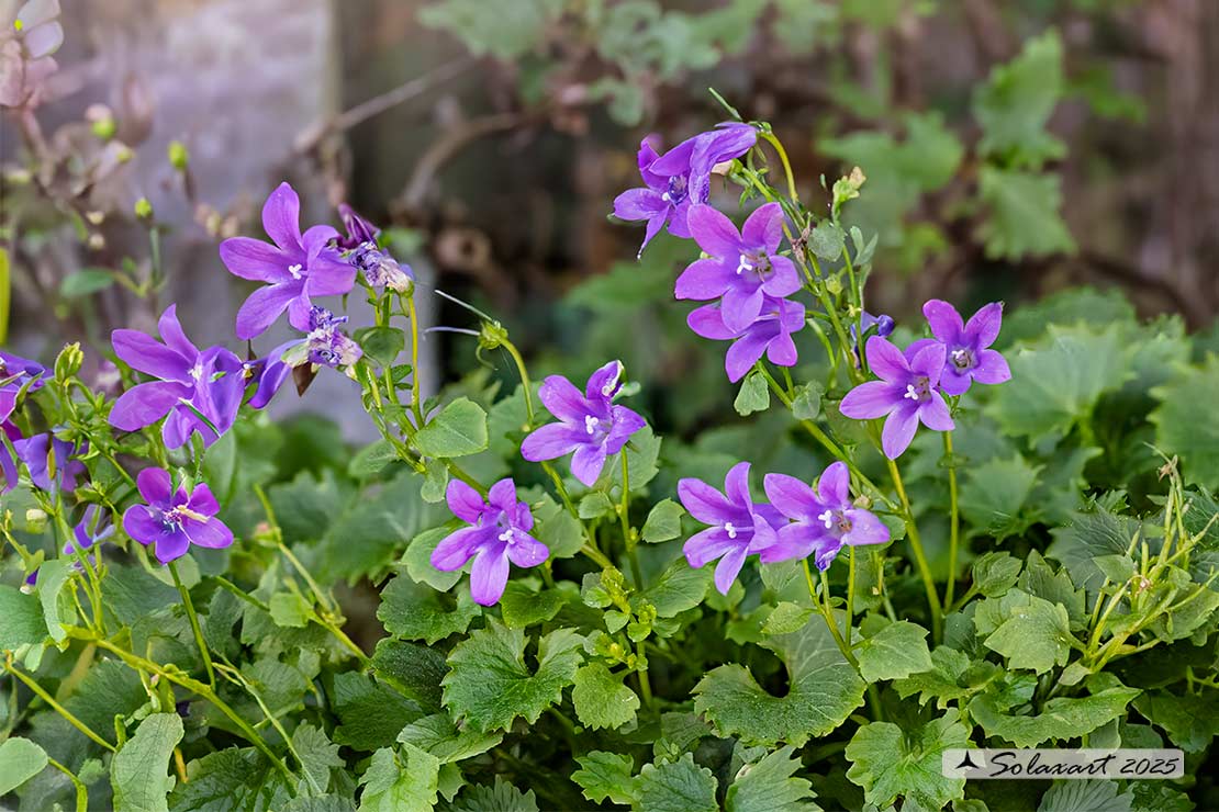 Campanula poscharskyana