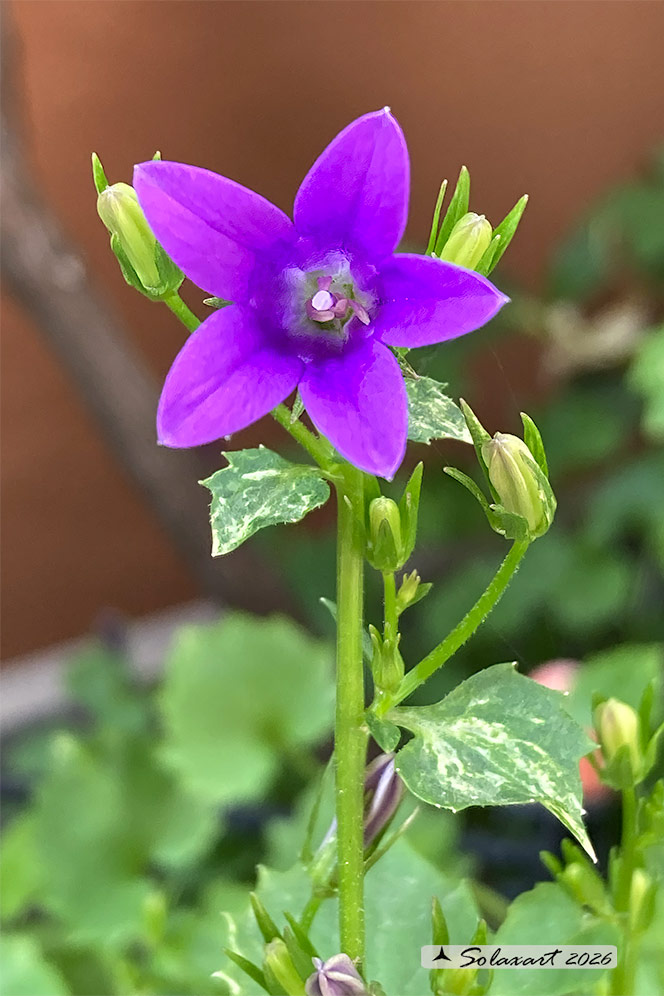 Campanula poscharskyana