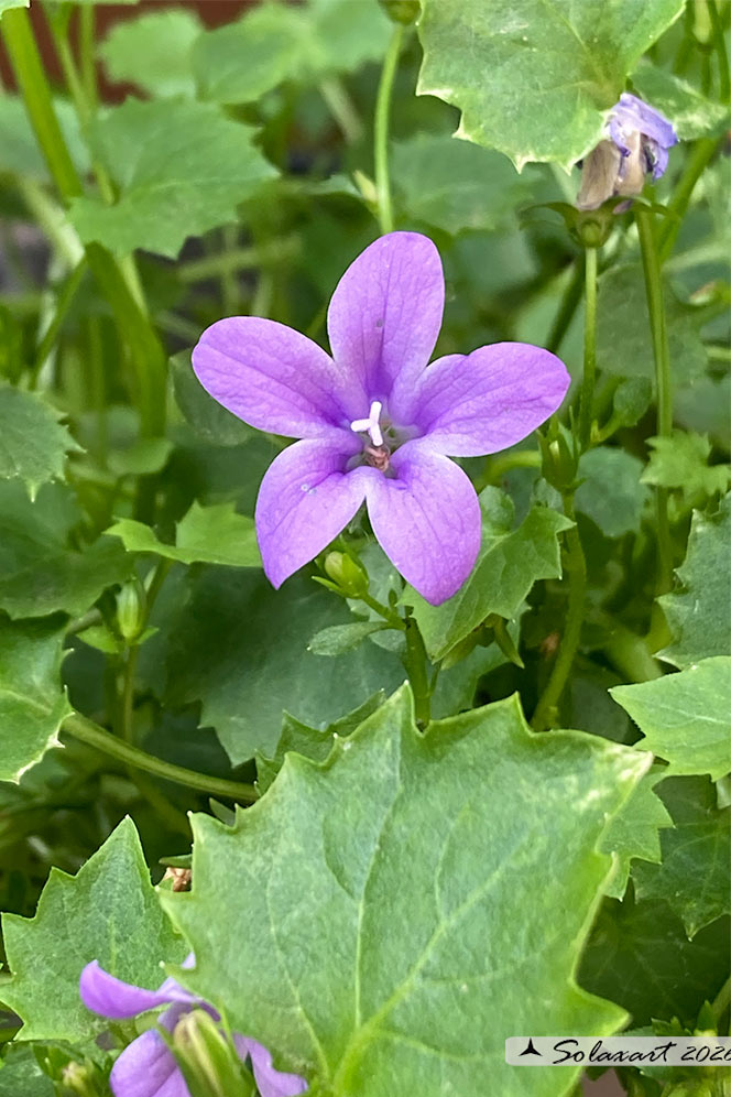 Campanula poscharskyana