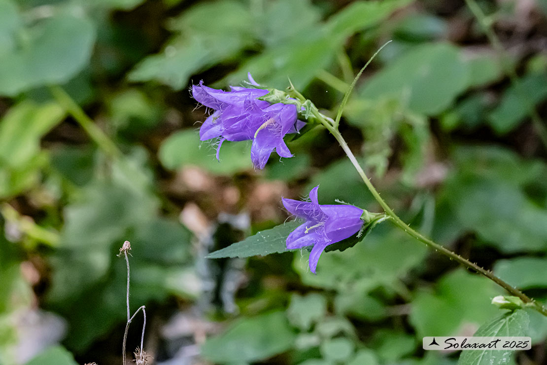 Campanula trachelium