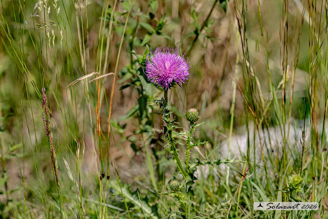 Carduus nutans - Cardo rosso