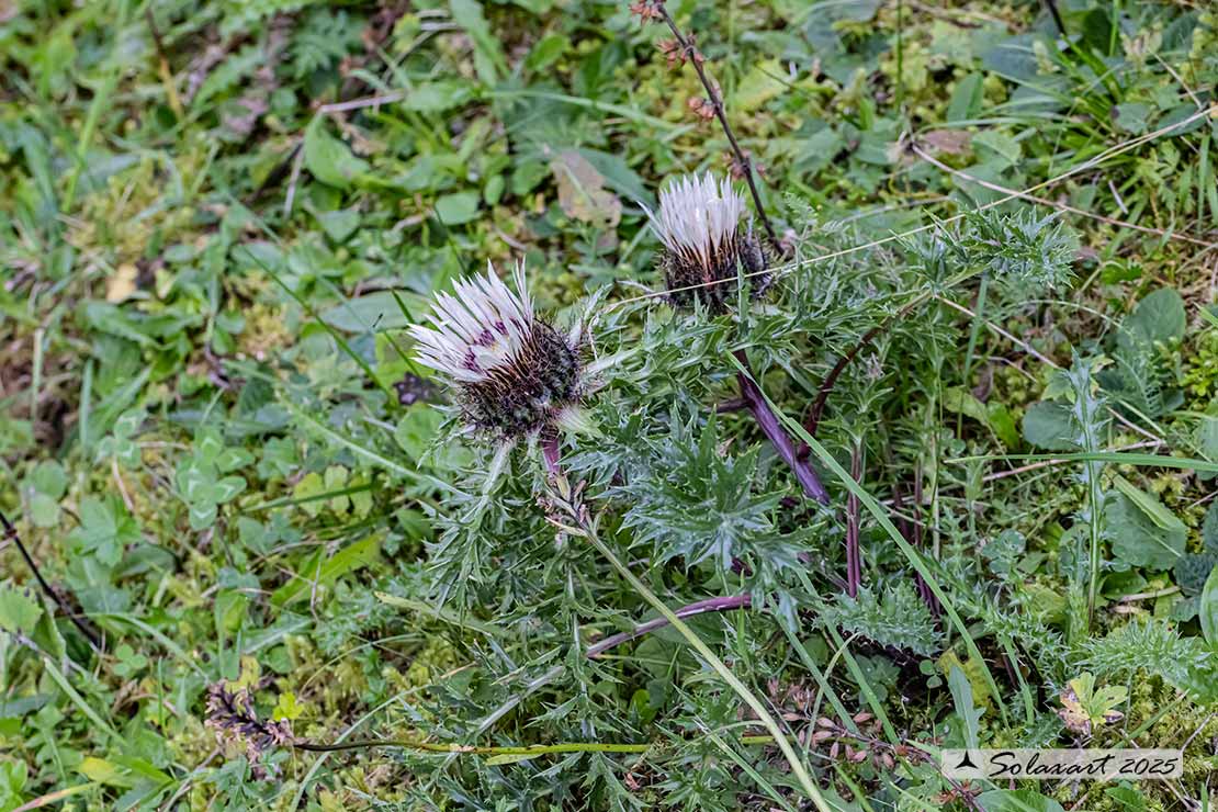 Carlina acaulis - Cardo rosso