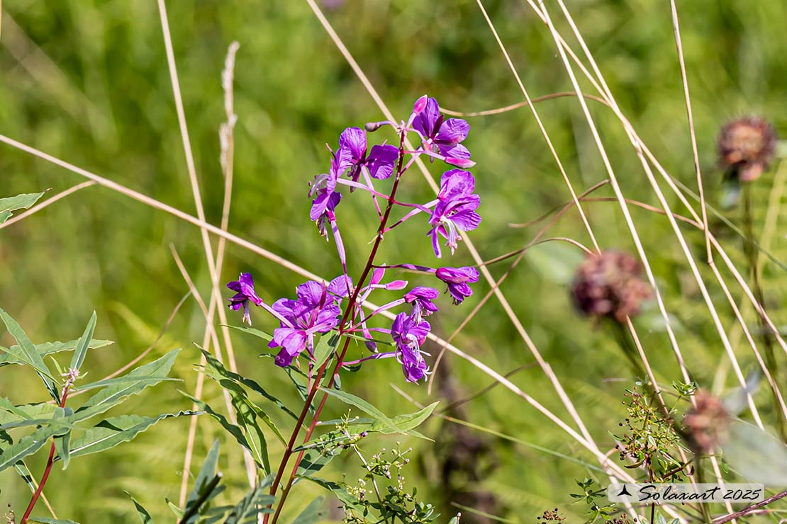 Chamaenerion angustifolium