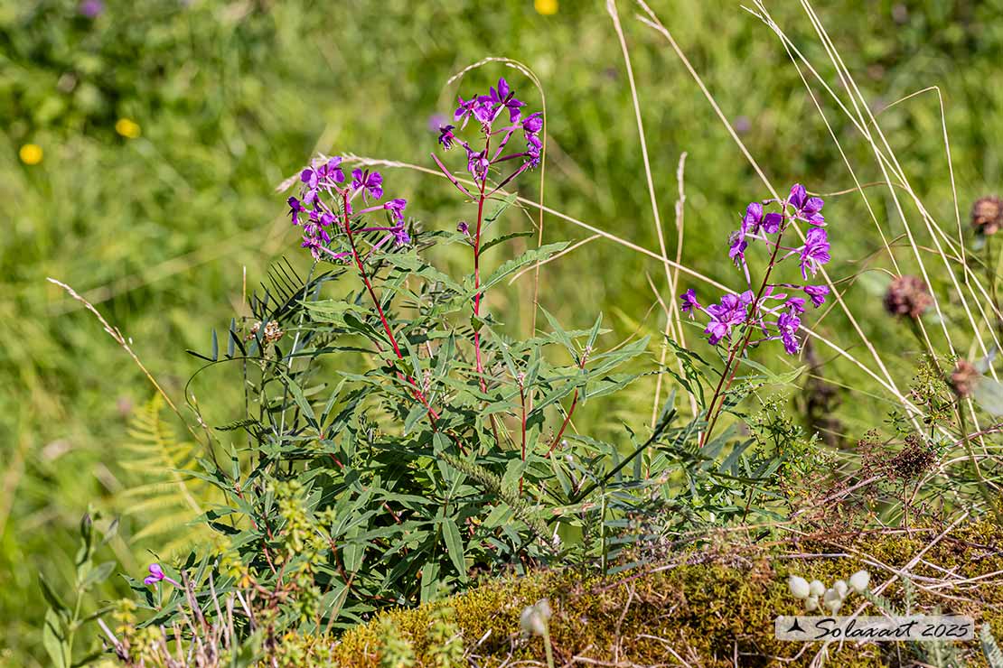 Chamaenerion angustifolium