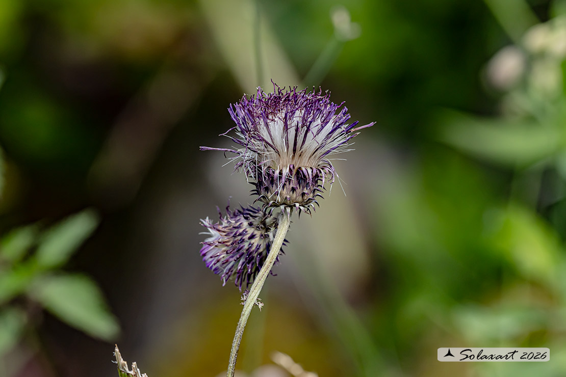 Cirsium alsophilum - Cirsio_montano
