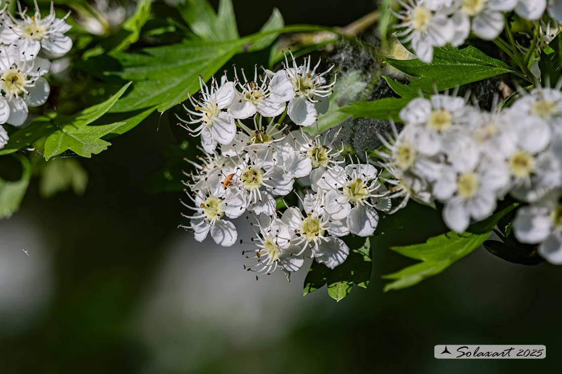 Crataegus monogyna - Biancospino
