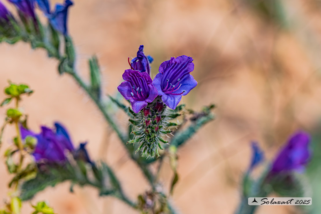 Echium creticum subsp. coyncianum - Viperina di Cornut