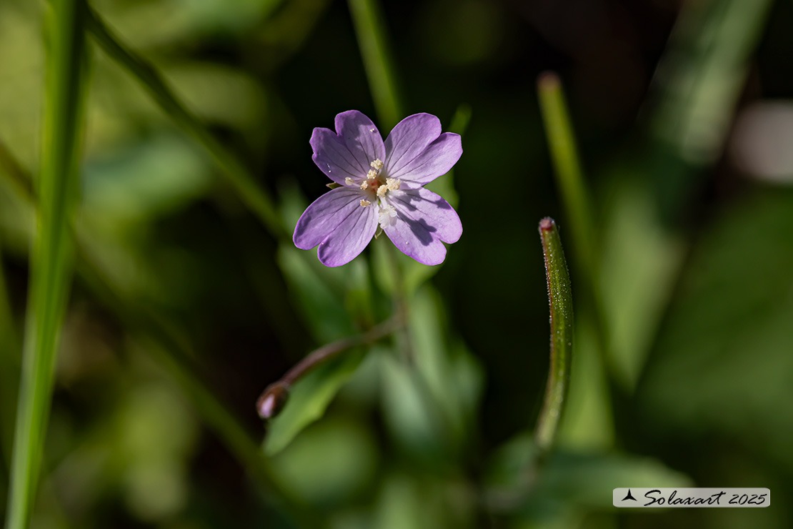 Epilobium montanum