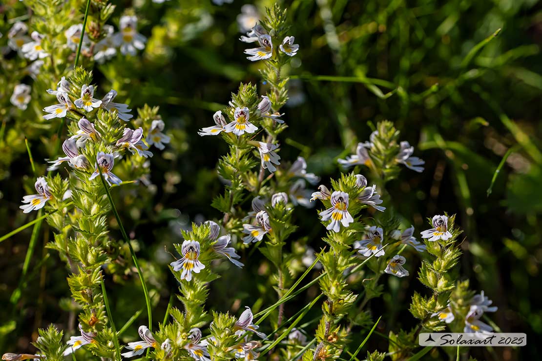 Euphrasia rostkoviana