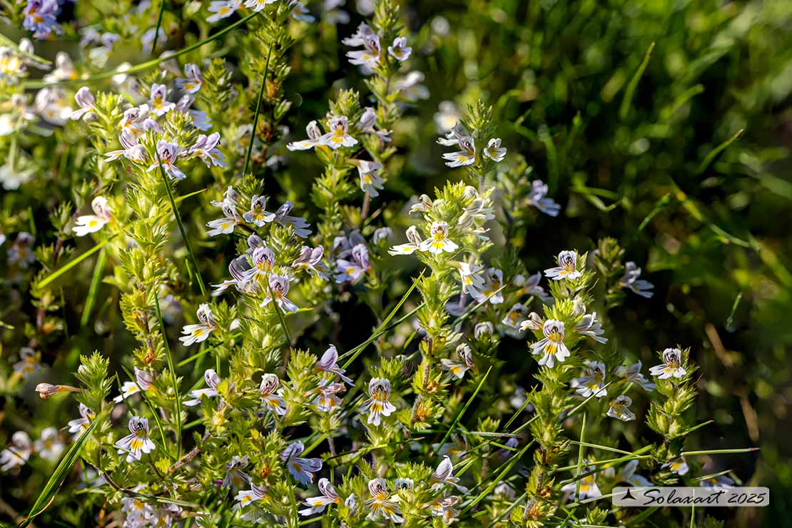 Euphrasia rostkoviana