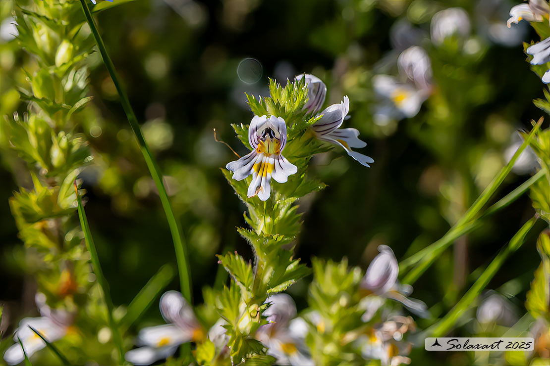Euphrasia rostkoviana