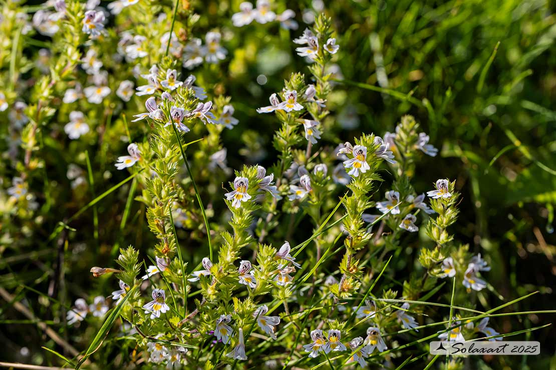 Euphrasia rostkoviana