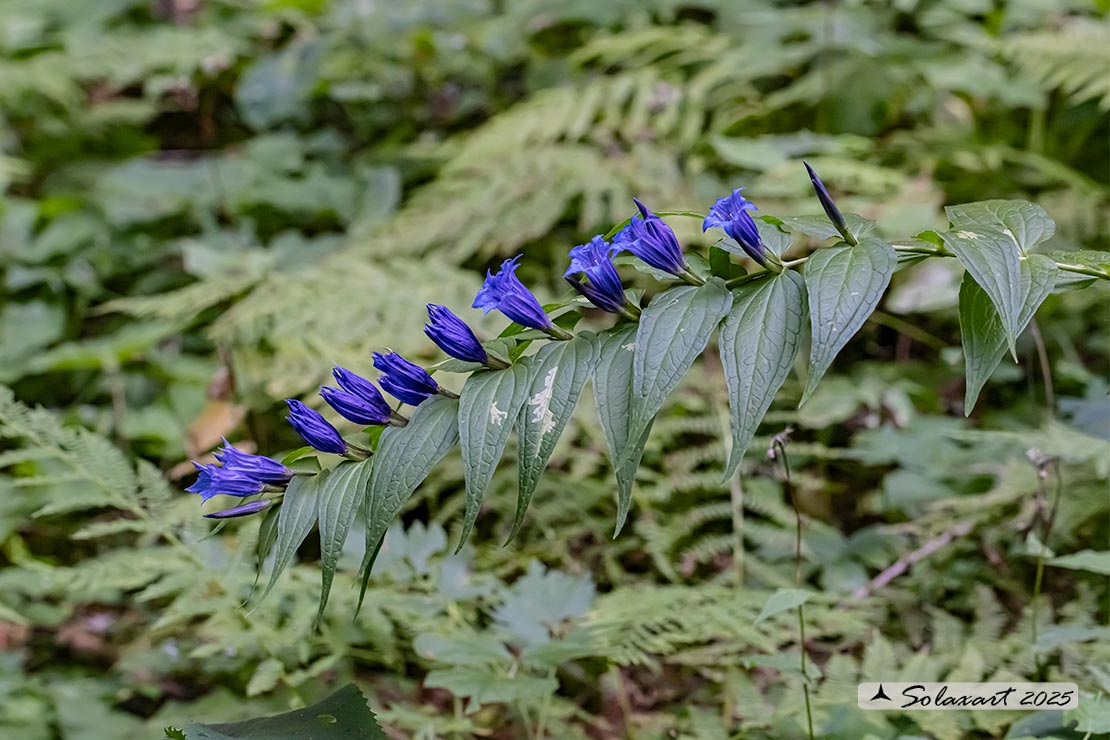 Gentiana asclepiadea - Genziana di Esculapio
