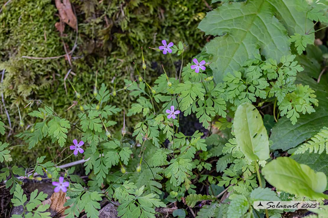 Geranium robertianum - di San Roberto