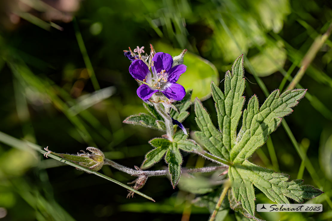 Geranium sylvaticum - Geranio silvano