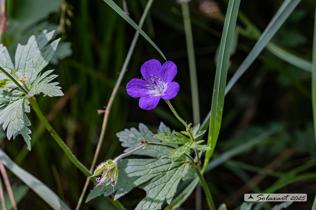 Geranium sylvaticum - Geranio silvano