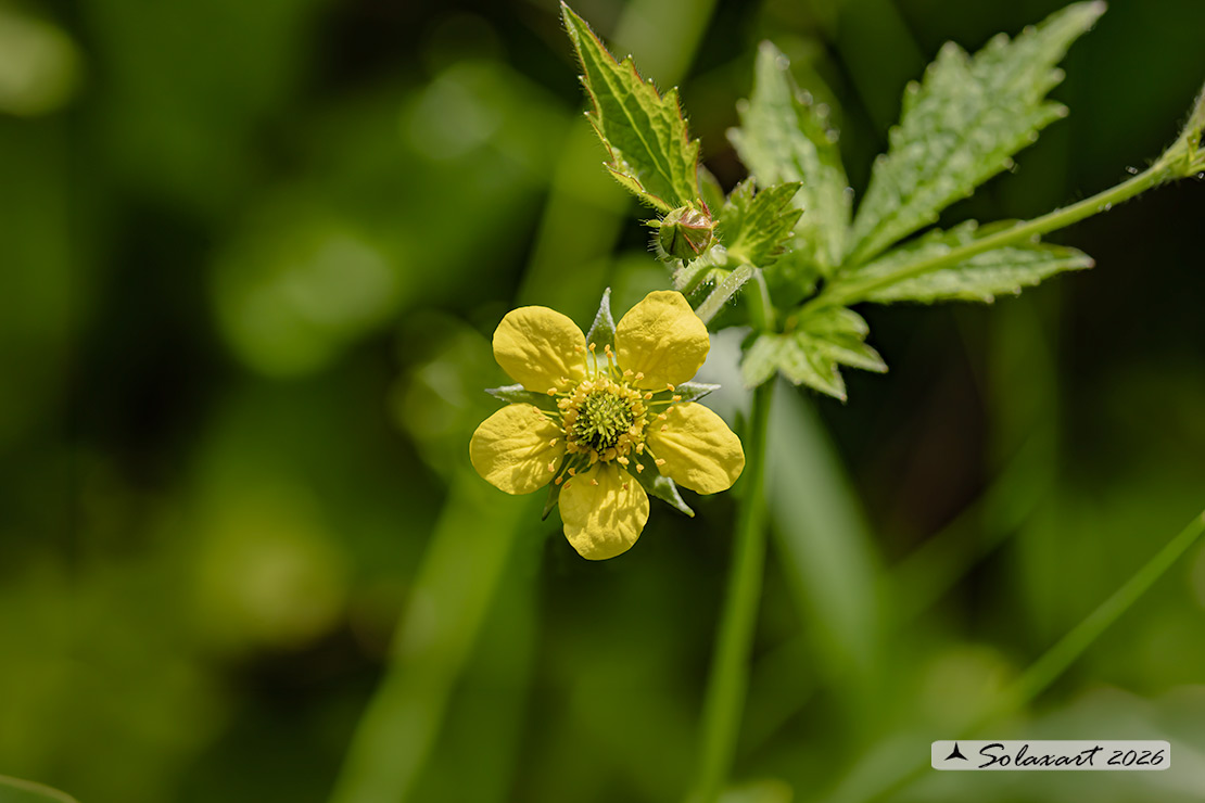 Geum urbanum - Cariofillata o “erba benedetta”