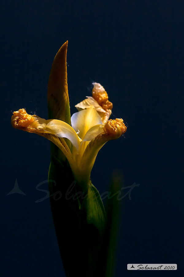 Giaggiolo acquatico (Iris pseudacorus)