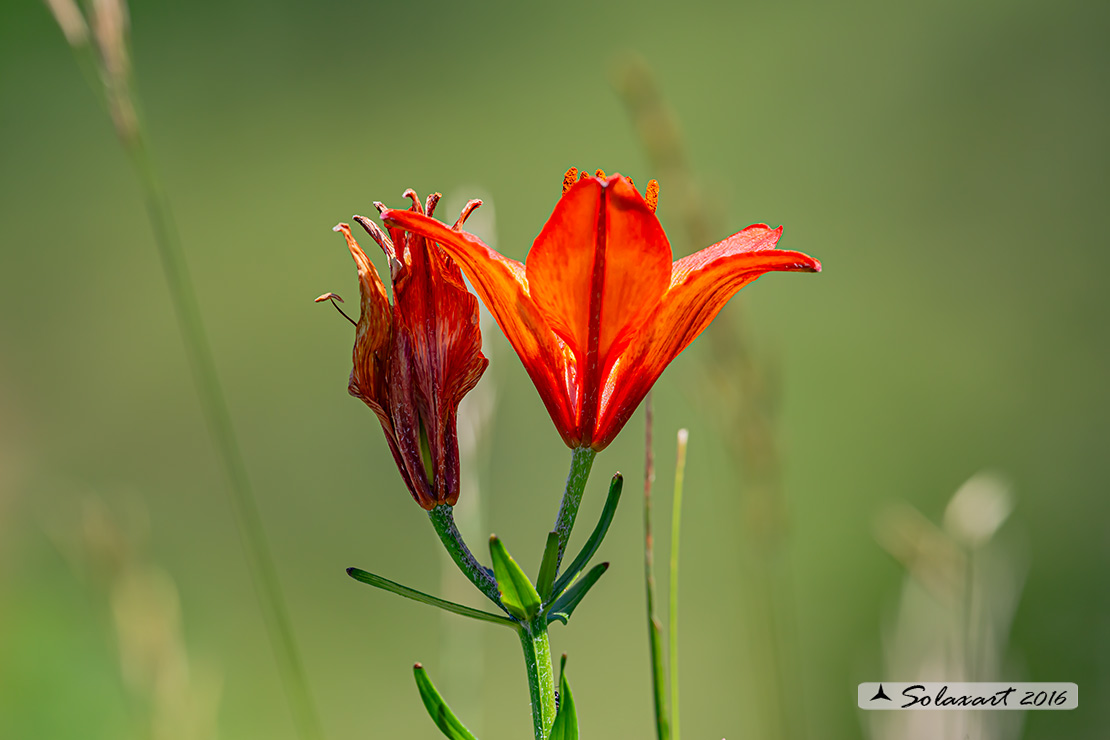 Giglio rosso - Lilium bulbiferum