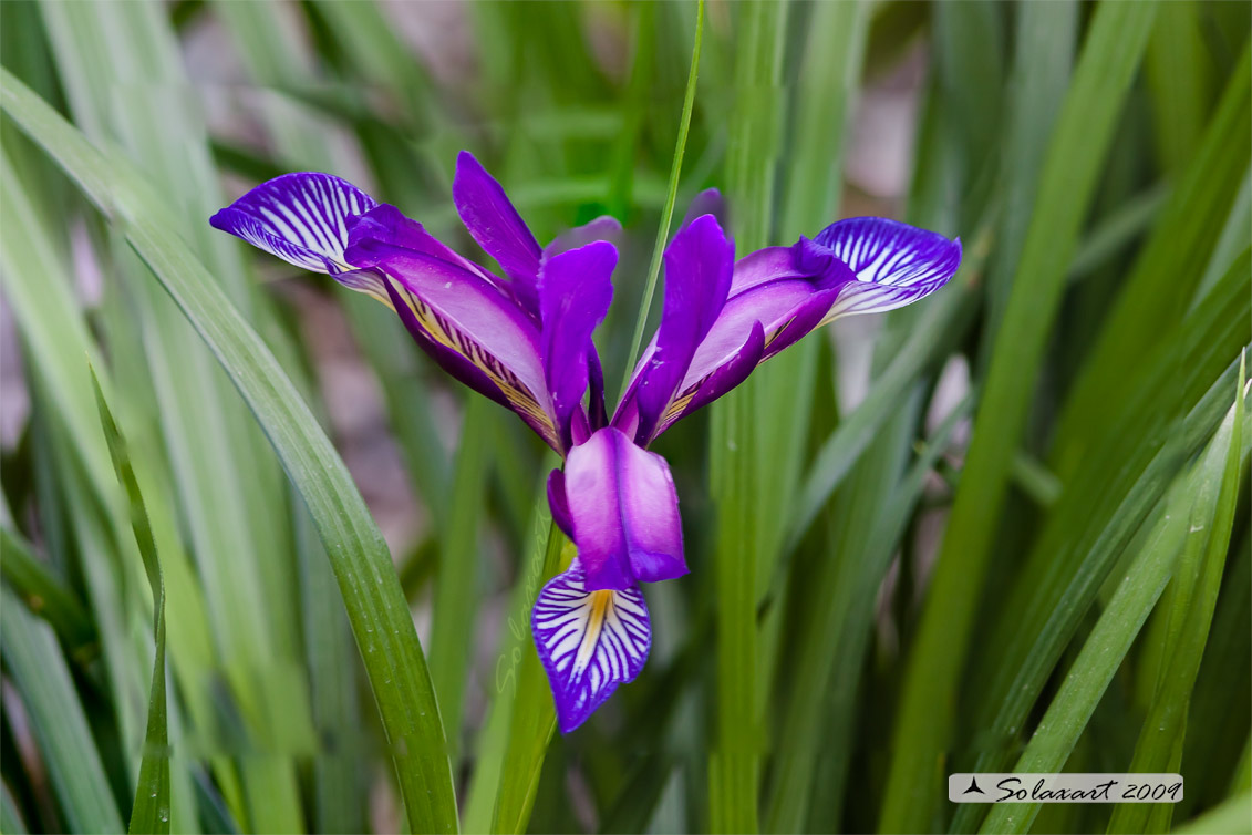 Ordine: Liliales; Famiglia: Iridaceae; Genere: Iris; Specie:Iris graminea