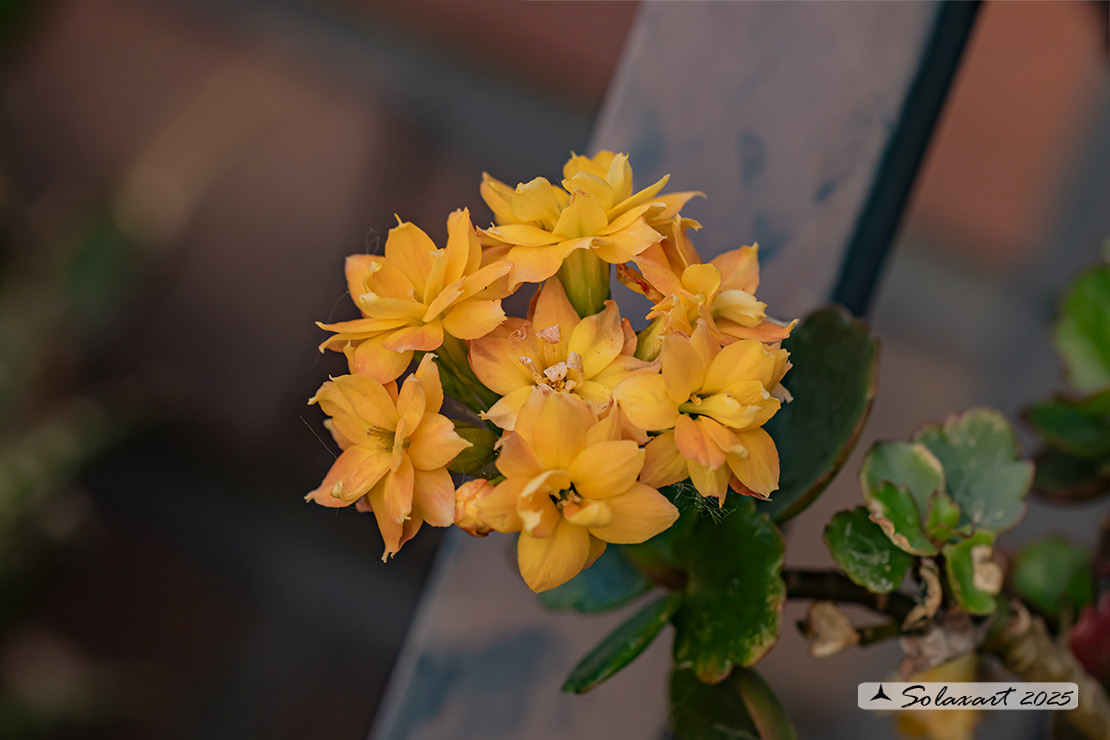 Kalanchoe blossfeldiana