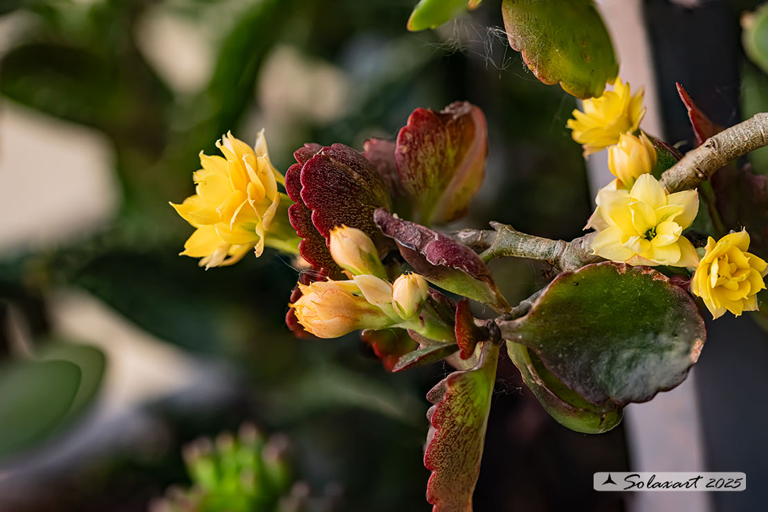 Kalanchoe blossfeldiana