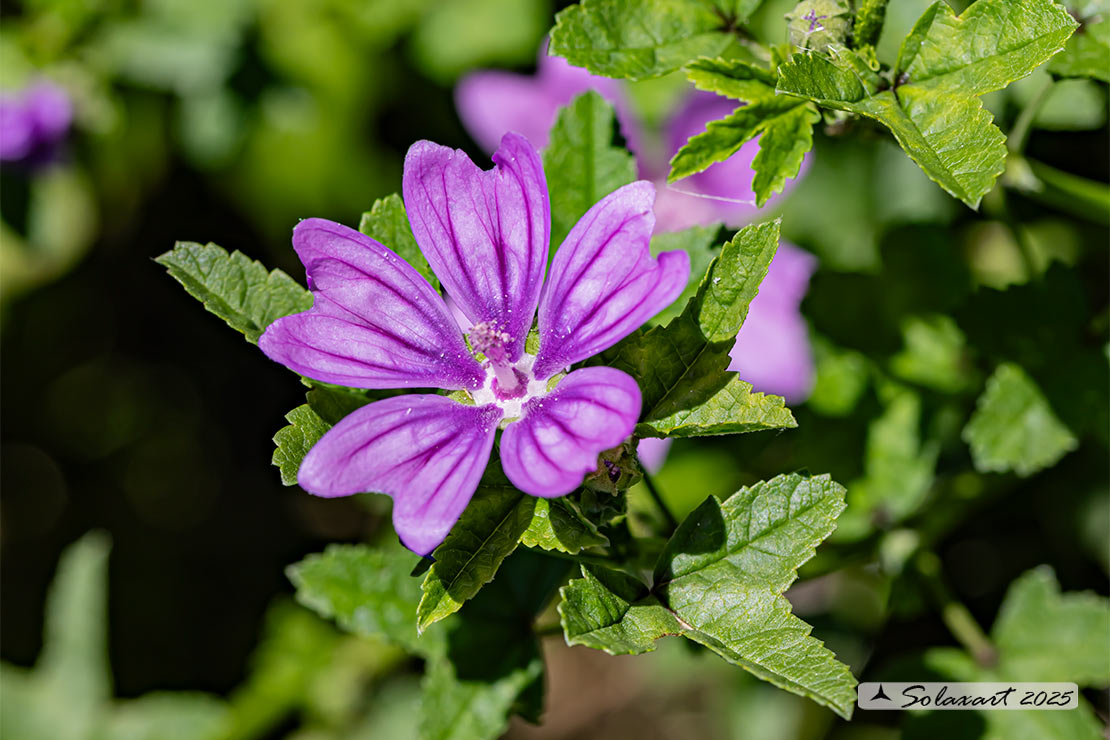 Malva sylvestris