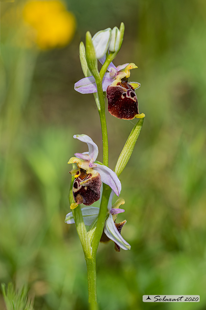 Ophrys holosericea subsp appennina