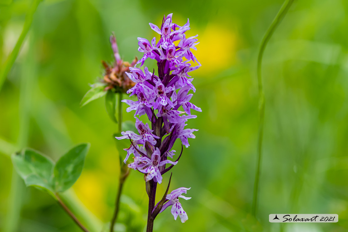 Orchis mascula - Orchide maschia