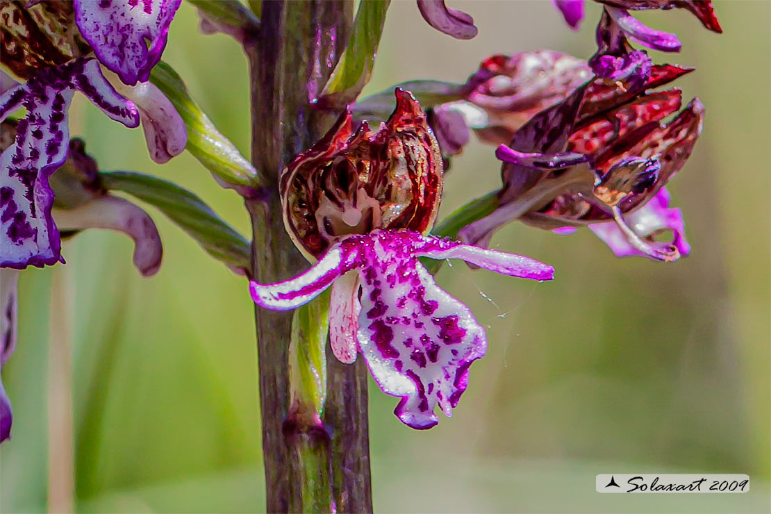 Orchis purpurea - orchidea purpurea