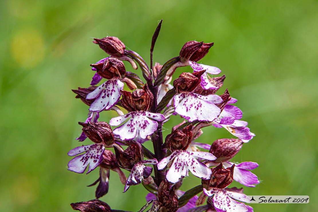 Orchis purpurea - orchidea purpurea