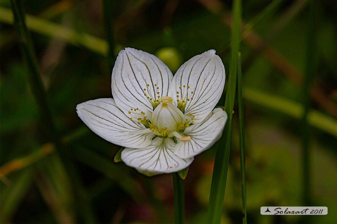 Parnassia palustris - Parnassia