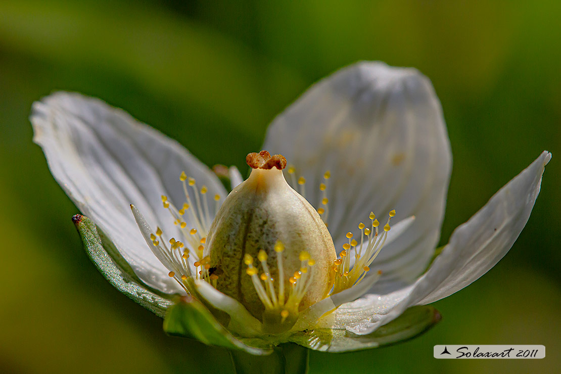 Parnassia palustris - Parnassia