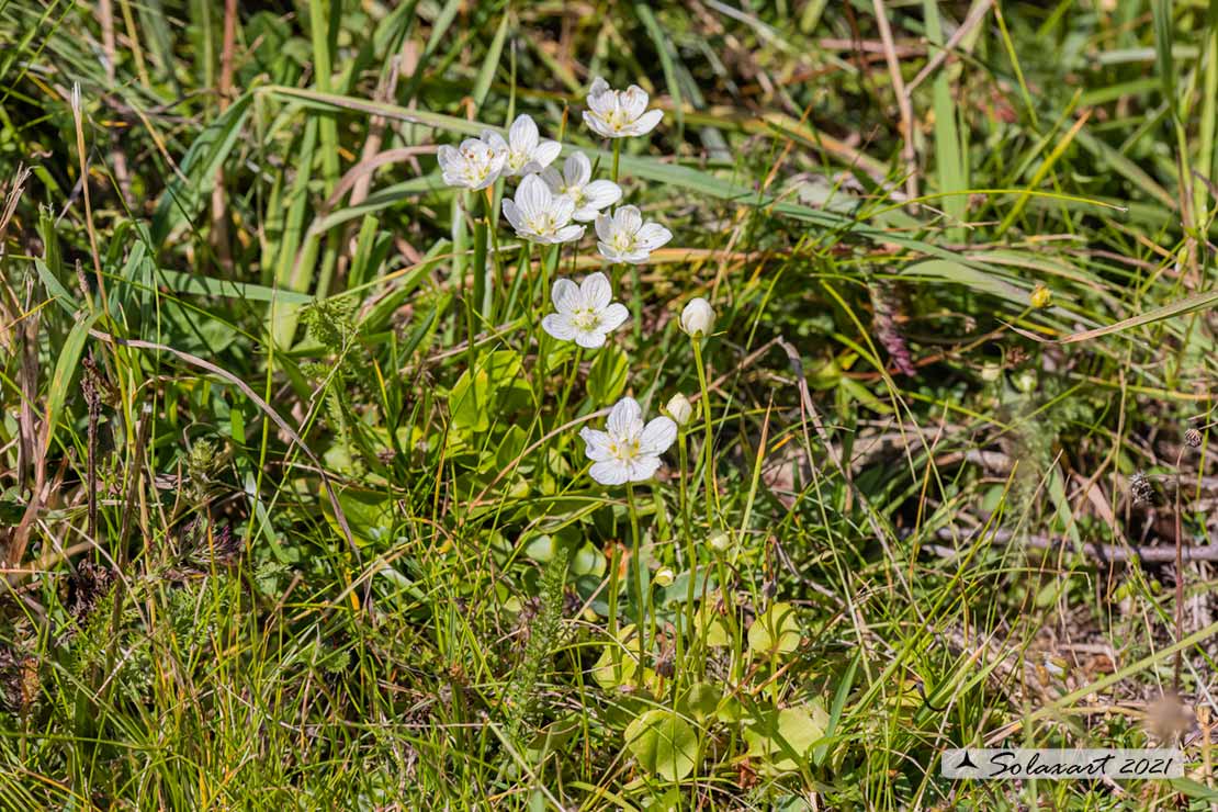 Parnassia palustris - Parnassia