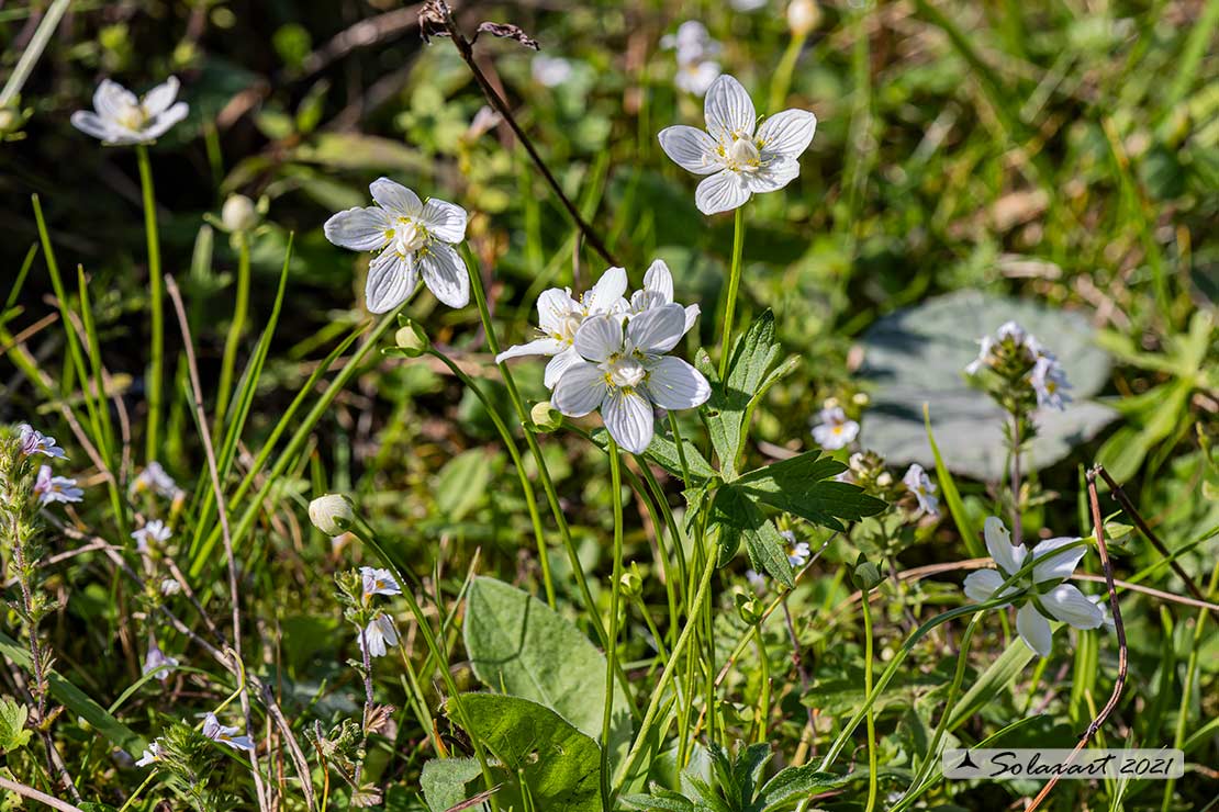 Parnassia palustris - Parnassia