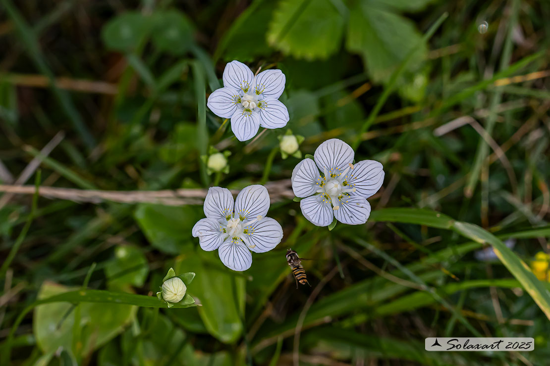 Parnassia palustris