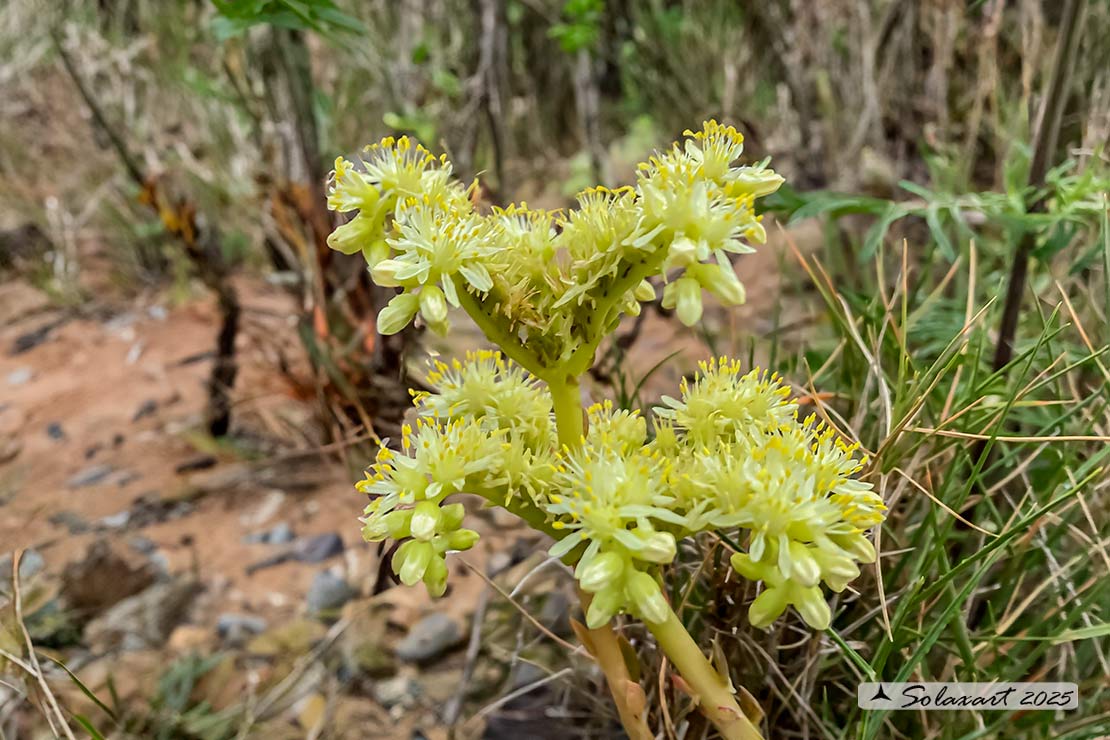 Petrosedum sediforme
