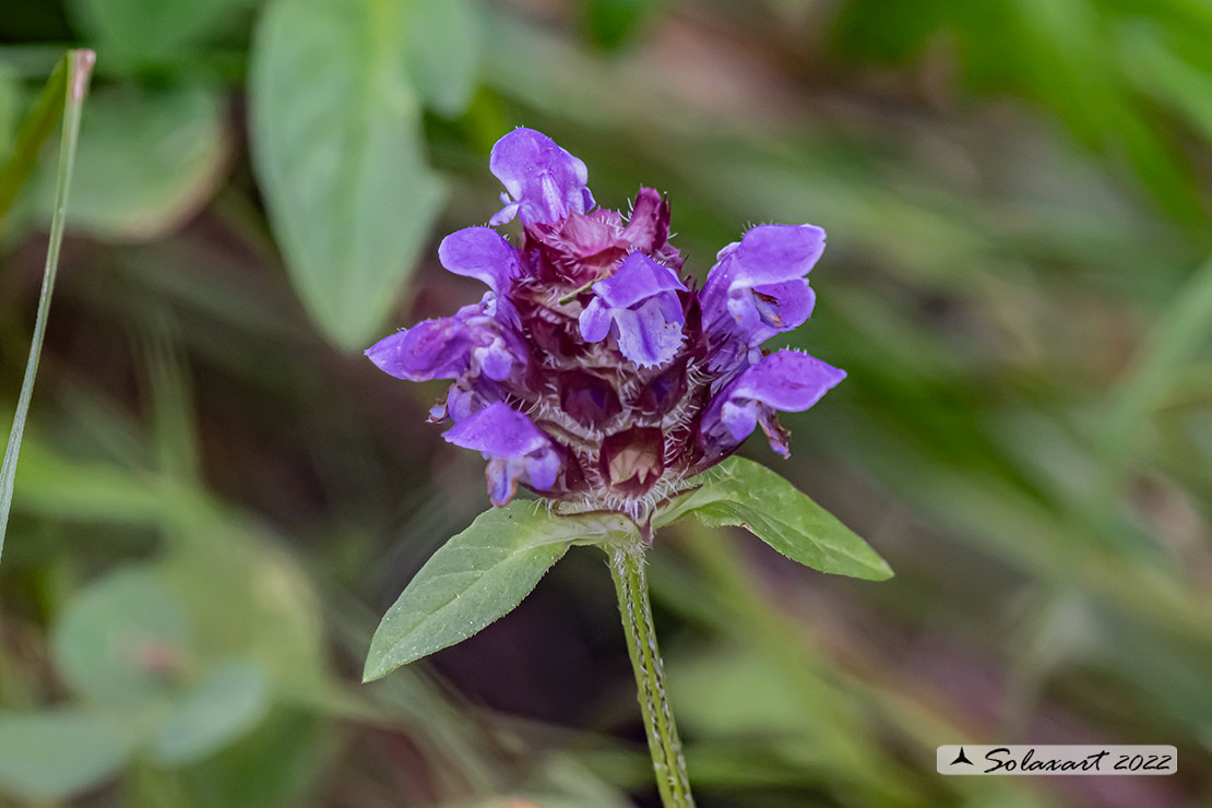 Prunella grandiflora