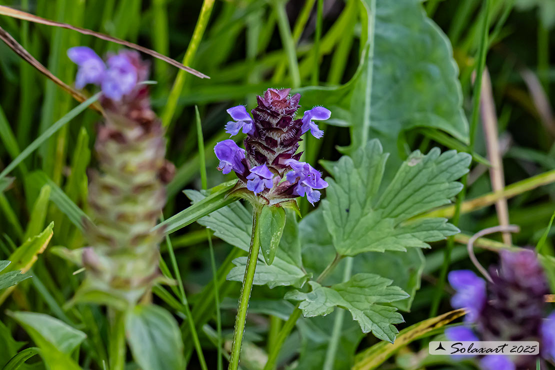 Prunella vulgaris